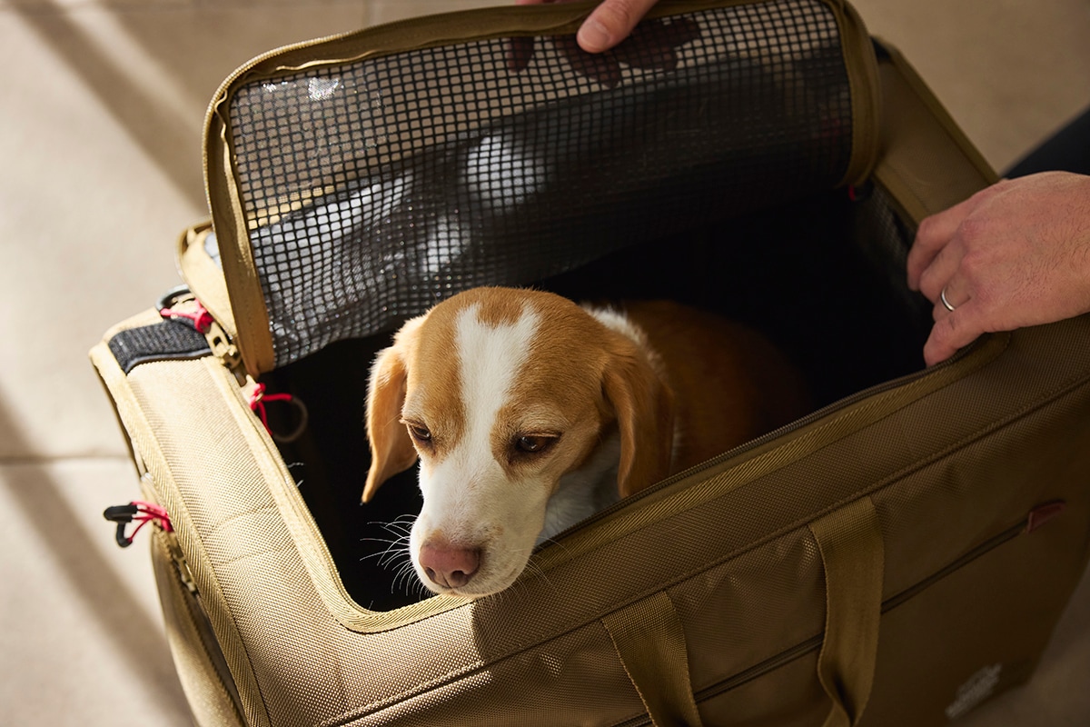 愛犬と電車に乗れる？Jr私鉄ルール比較と知っておくべき条件