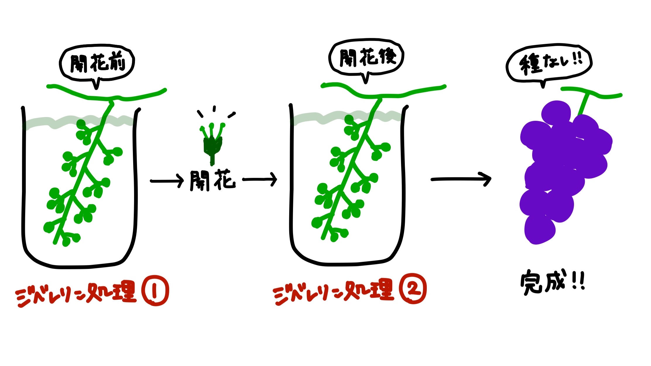 種無しぶどうの作り方と仕組みの真相！家庭菜園で失敗しない処理の極意