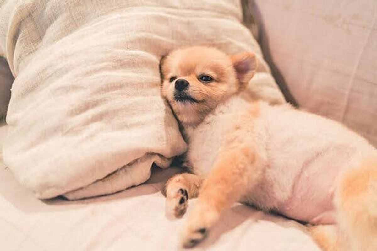 愛犬が死ぬ前の決定的前兆とは？呼吸の変化と後悔しない看取りの全記録