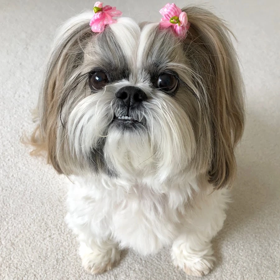 「本当に毛が抜けない犬」の真実！2026年人気犬種と後悔ゼロの選び方