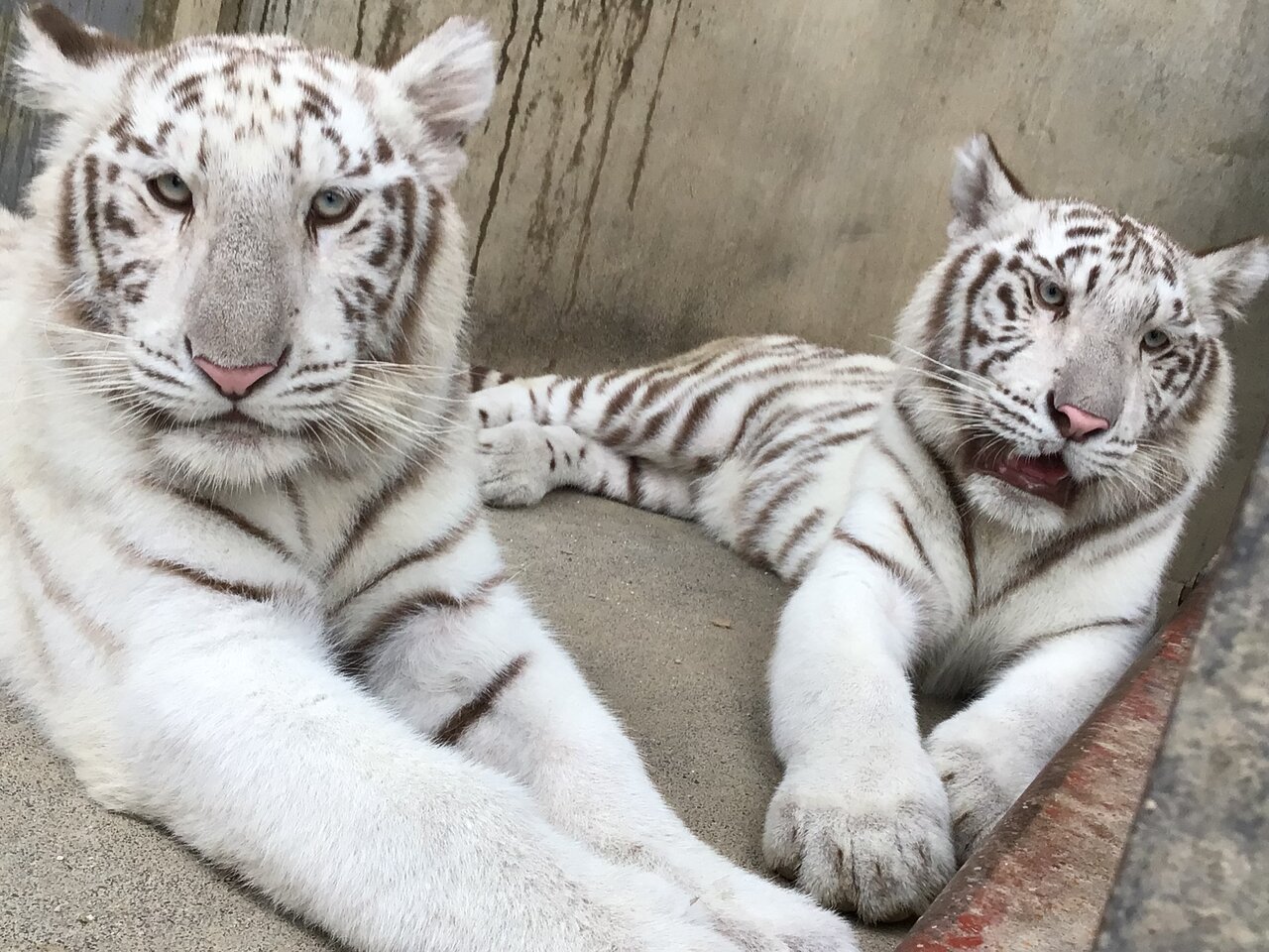 宇都宮動物園ホワイトタイガーの現在と餌やりの真相【2026】