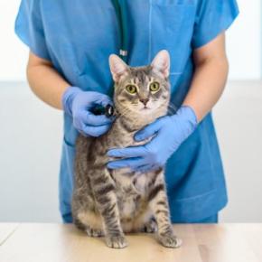 愛猫のSosを見逃さないで。獣医師が警告する「体調不良サイン」と見極め方