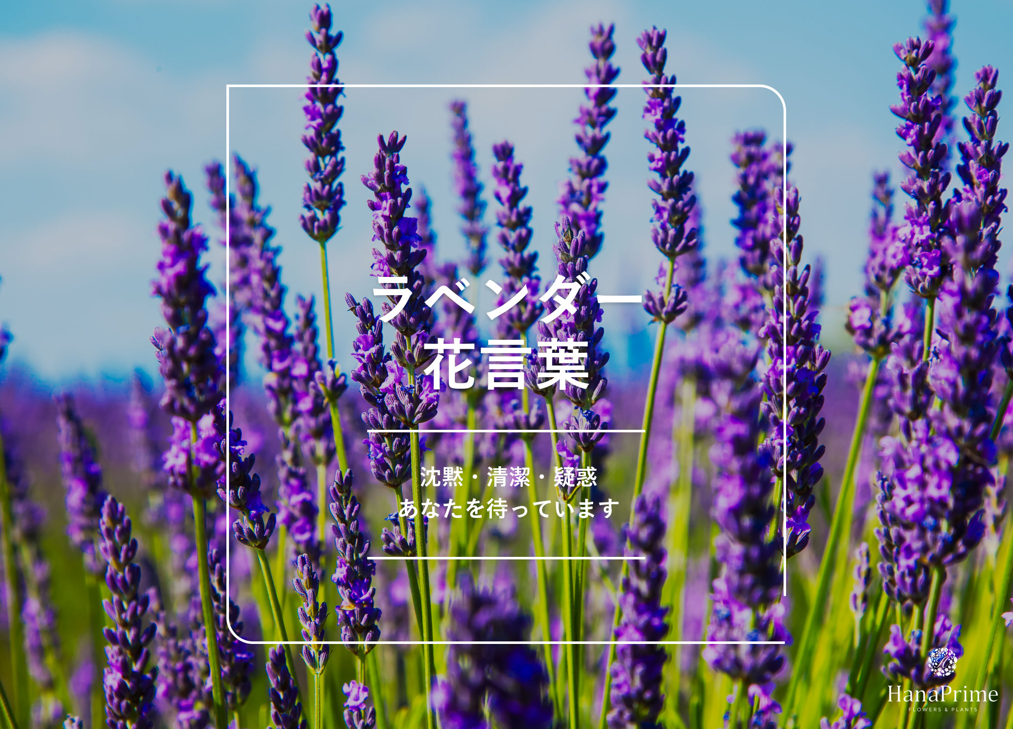 ラベンダーの花言葉に潜む「沈黙」の真実とは？色や本数の意味を解剖