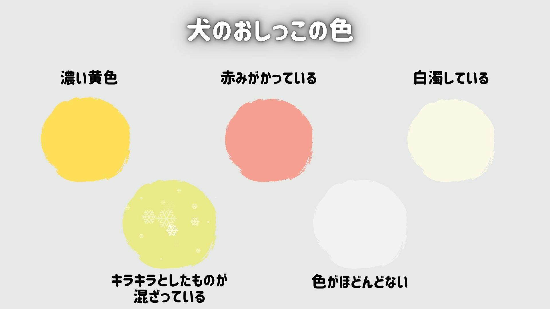 犬のおしっこの色がいつもと違う理由は？危険な病気サインと緊急目安