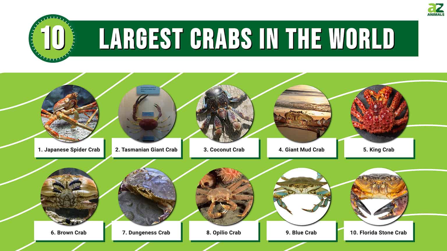Largest Crabs in the World