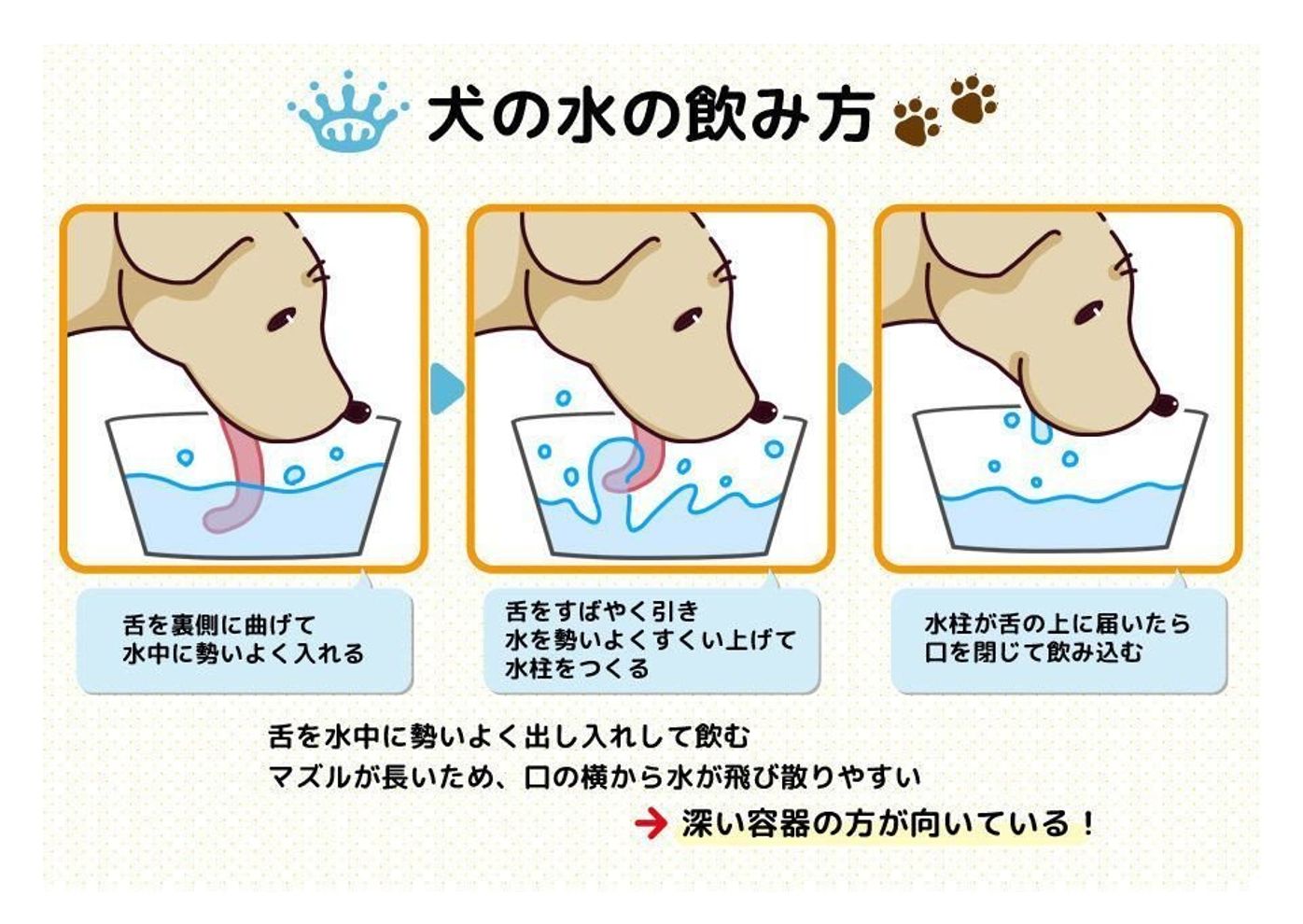 犬が水をたくさん飲む原因と病気のSos！飲水量目安と受診サイン