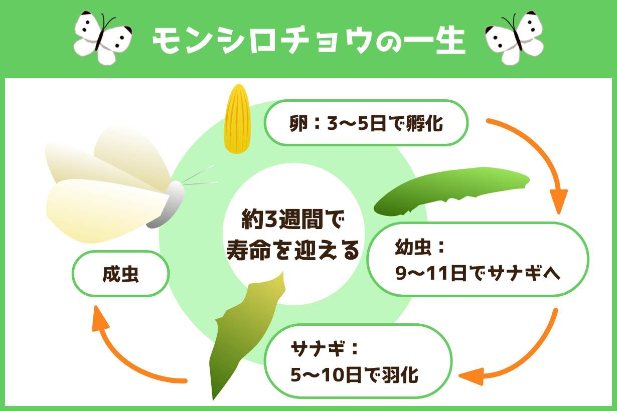 モンシロチョウの育ち方完全ガイド！卵から羽化の日数と飼育の極意