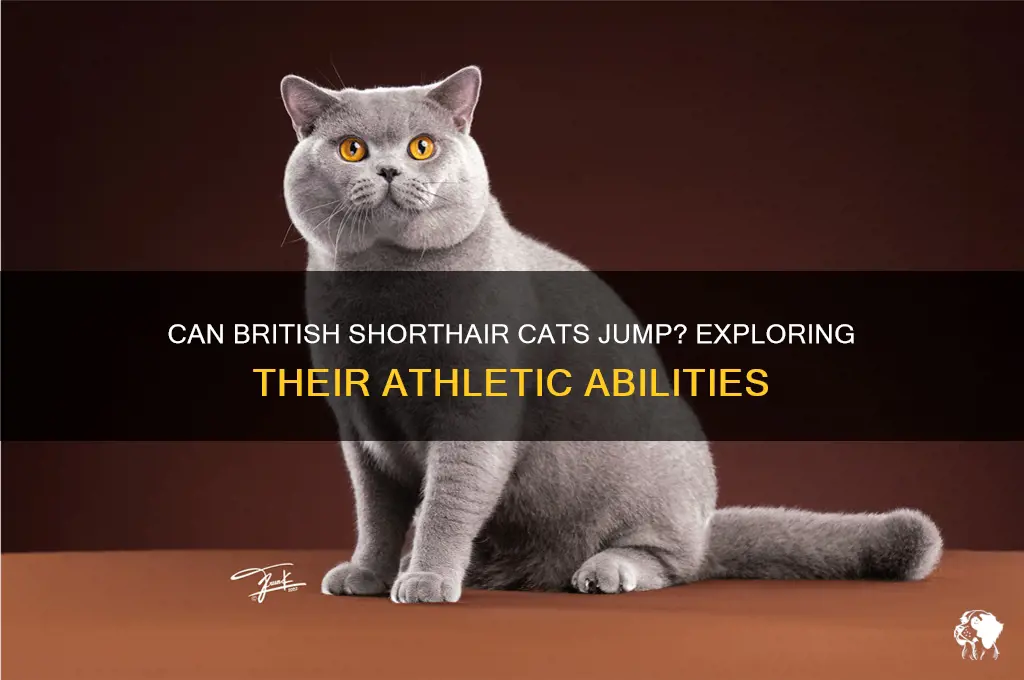 How Strong Do British Cats Rank