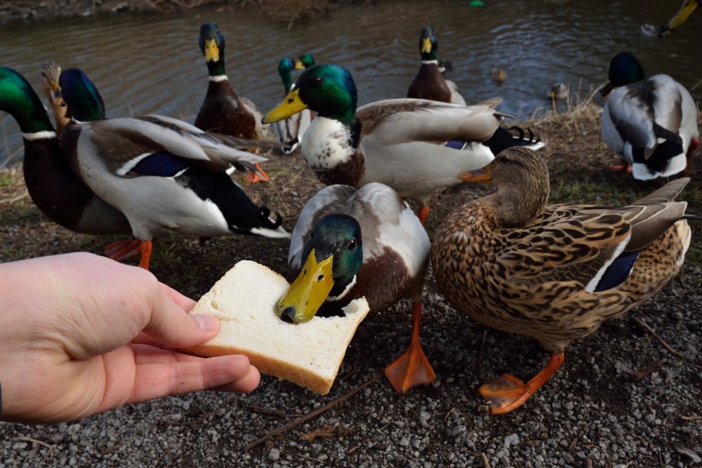 Can I Feed Bread to Ducks
