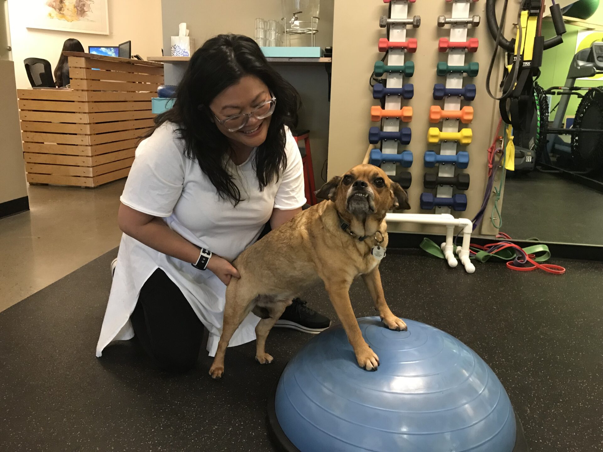 How to Become a Canine Physical Therapist