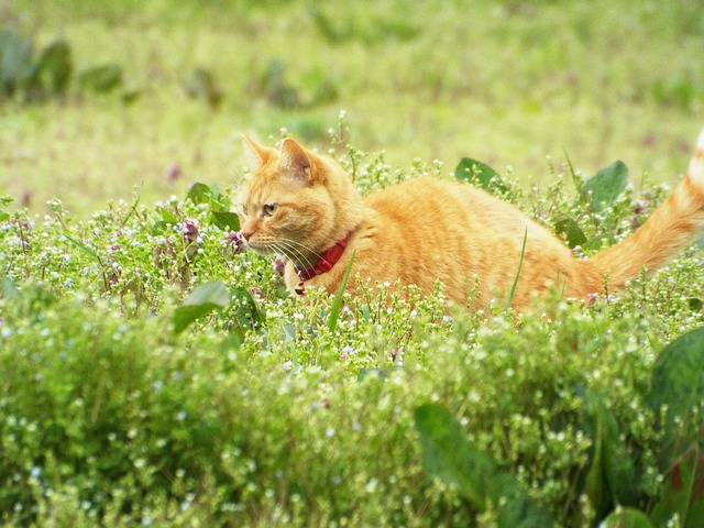 愛猫に防寒着は必要？着せるべき違いと2026年最新ウェア事情