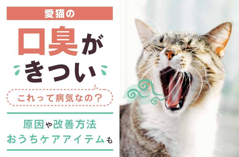 【2026年最新獣医療】愛猫の「息」に潜むサイレント Sos：放置すると危険な歯周病と最新オーラルケア最前線