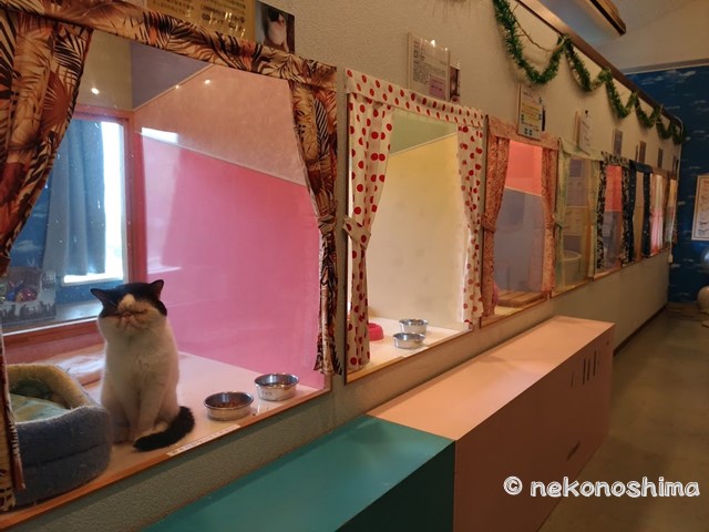 伊豆高原「ねこの博物館」は怪しい？評判とふれあい体験の真相【2026】