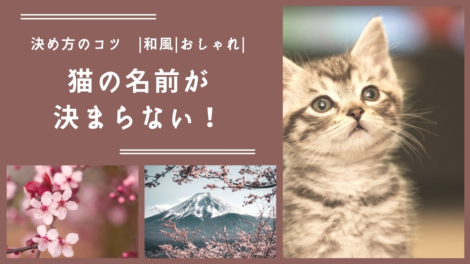 愛猫に贈る二文字のおしゃれな名前！2026年最新名付け決定版