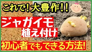 食料高騰時代をサバイブする！初心者でも失敗しない「じゃがいも の 植え か た」と2026年最新トレンド