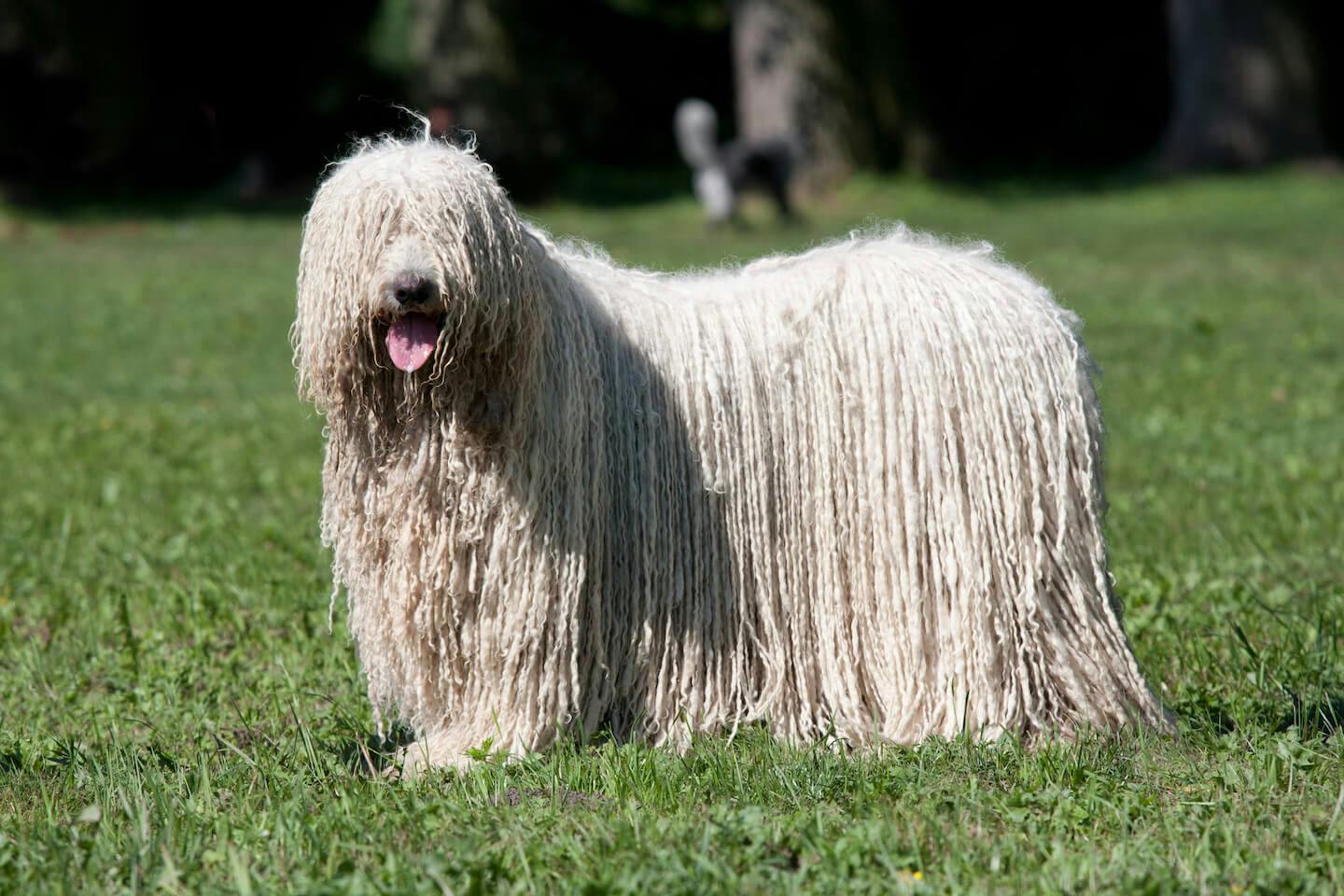 床掃除できそう？モップみたいな犬の正体とドレッドヘアの驚愕理由