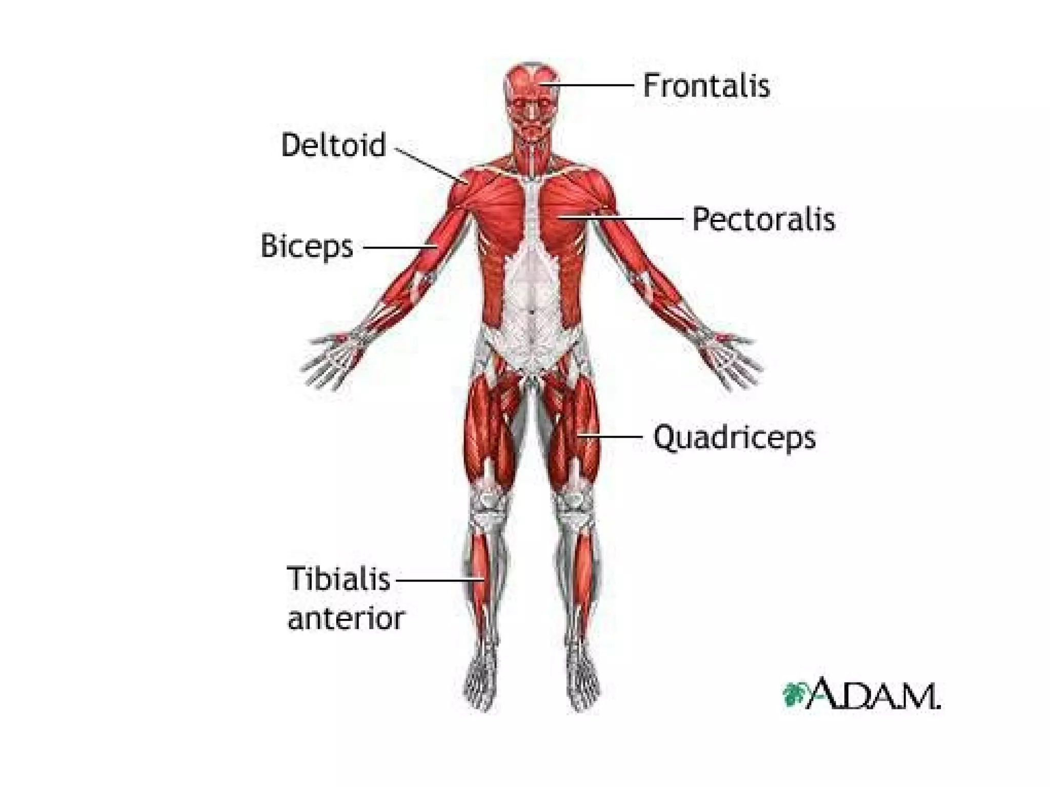 Chapter 6 the Muscular System Figure 6 9