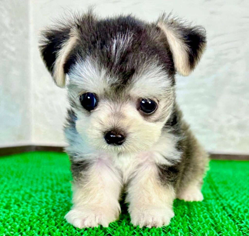 ミックス犬は後悔する？寿命や成犬サイズの真相と人気順【2026】