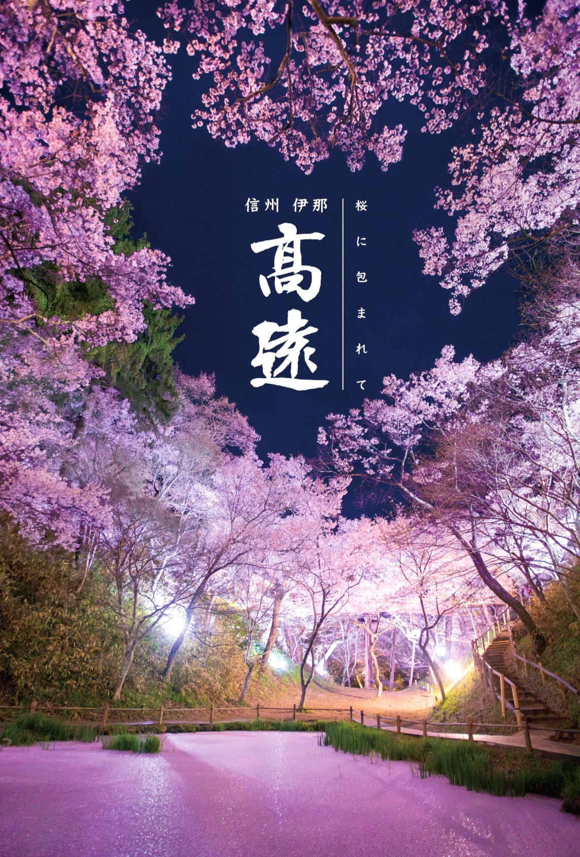 「天下第一の桜」高遠城址公園の満開予想と混雑回避ルート徹底解説
