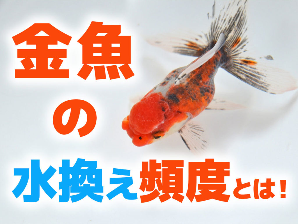 金魚の水換えで弱る原因は？全換水Ngの理由と失敗しない黄金手順