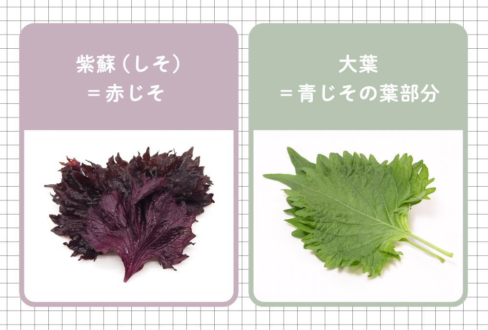 大葉とシソは何が違う？今さら聞けない謎の正体と、2026年に海外で急拡大する「Shiso」ブームの最前線