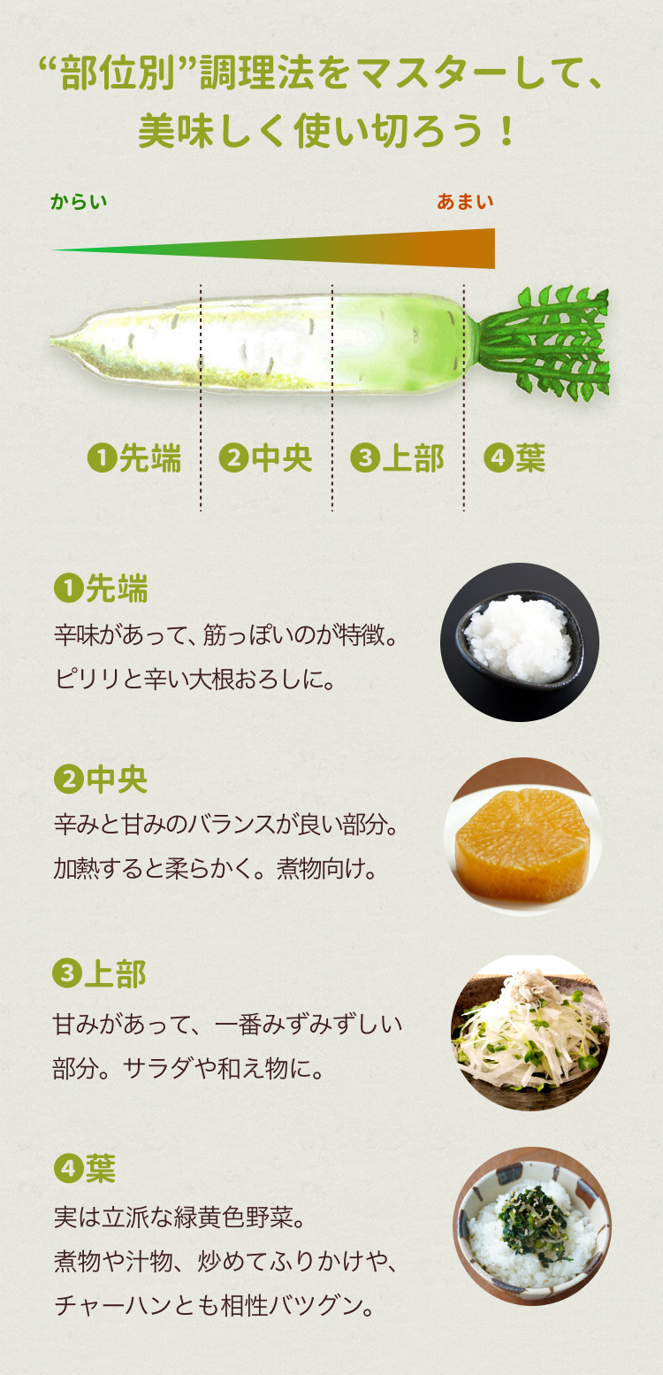 大根は上と下どっちが辛い？部位別の特徴と辛味を消す科学的裏ワザ