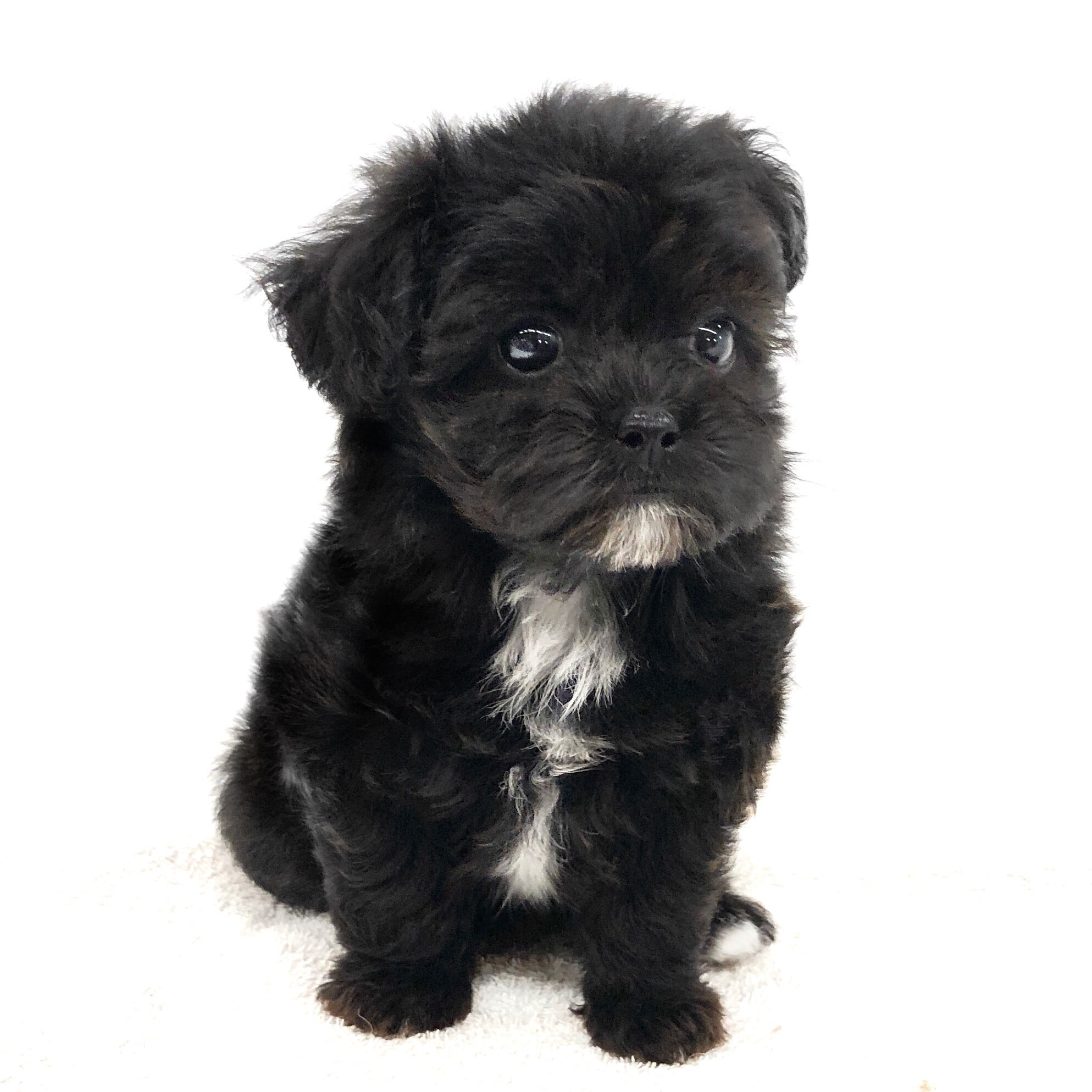 シープーは飼いにくい？成犬の大きさや性格・後悔しない飼育の極意