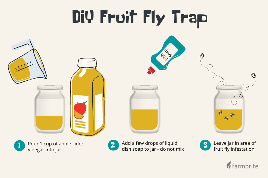 Kill Fruit Flies Vinegar