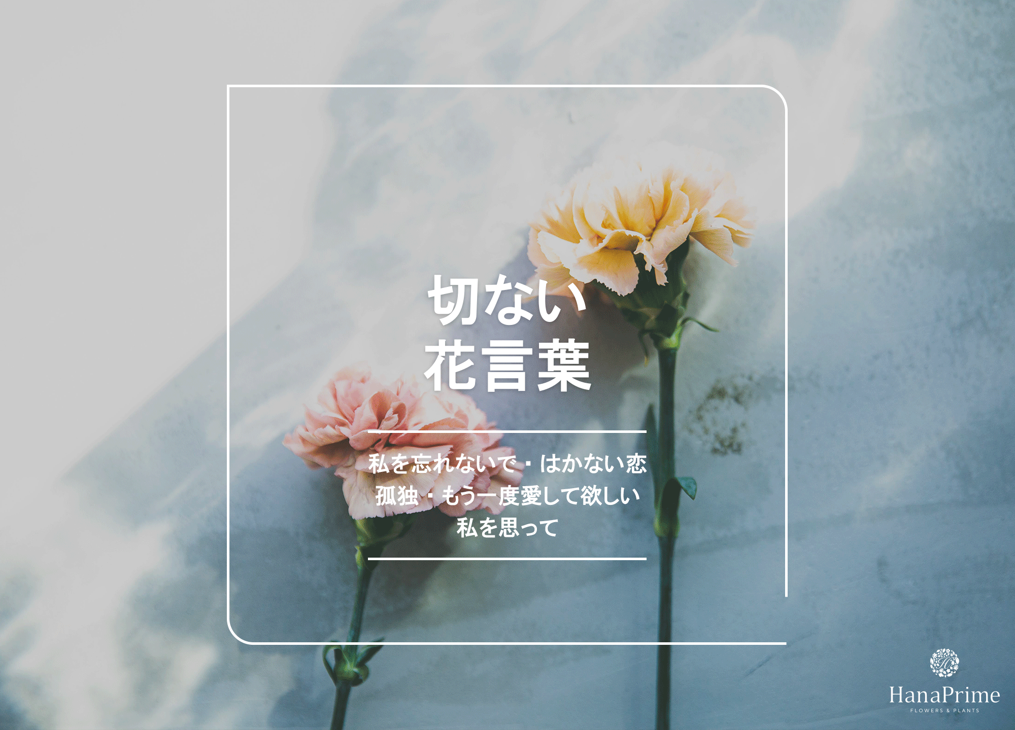 なぜ人は惹かれるのか？切ない花言葉に隠された悲恋の記憶と真実