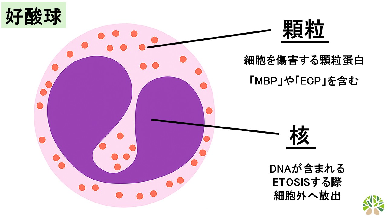 好酸球とは？血液検査で高い理由と基準値・疑われる病気を徹底解説
