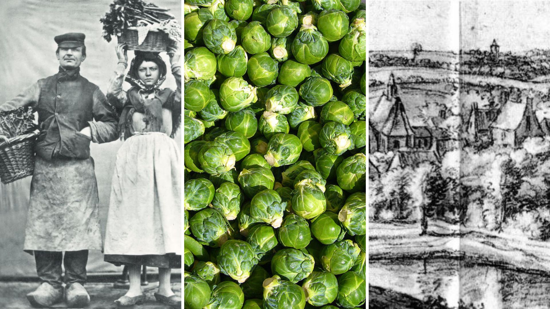 Origin of Brussel Sprouts