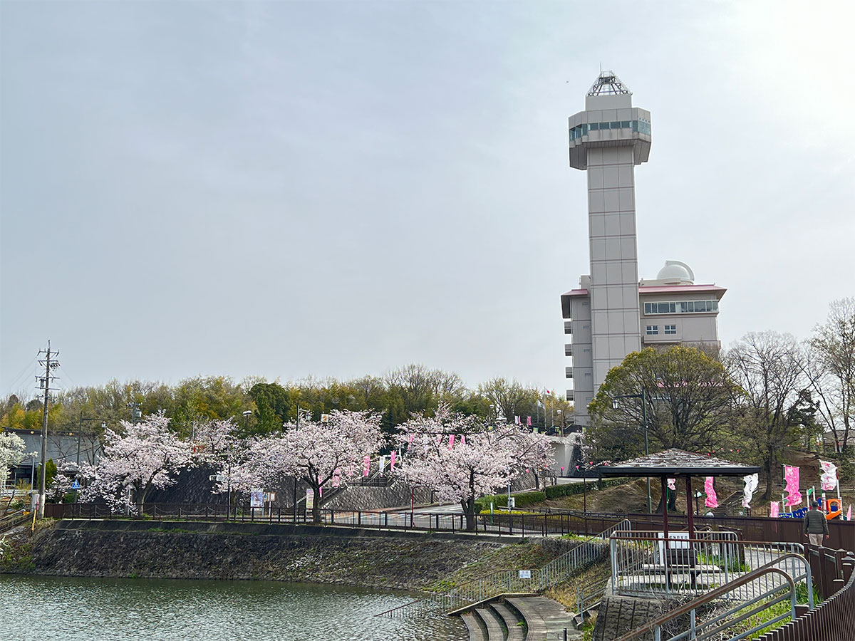 【2026】城山公園桜まつりの見頃と混雑の真相！屋台・裏ワザ完全網羅