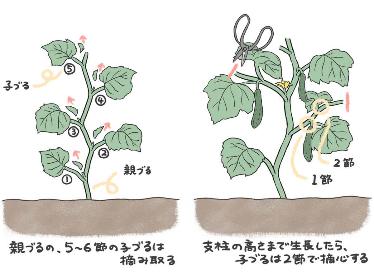 きゅうりの芽かきで収穫激減を防ぐ！大豊作へ導く時期と整枝の極意