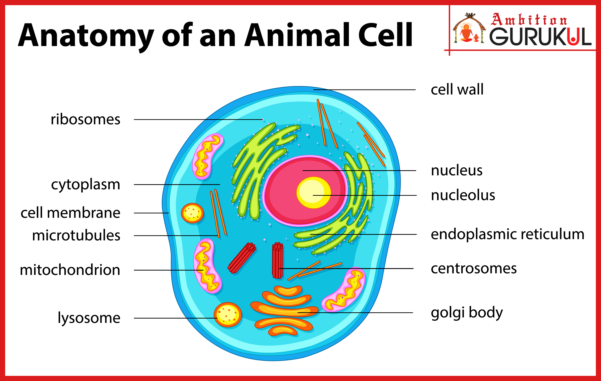 What Is an Animal Cell