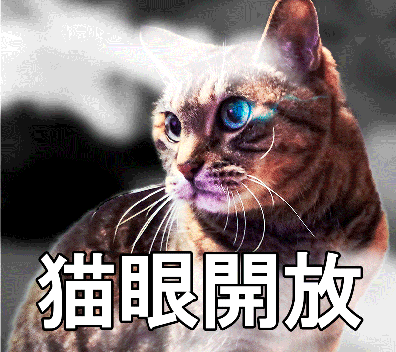 すべてを知ってしまった猫、世界を震撼させた視線の裏の衝撃真相