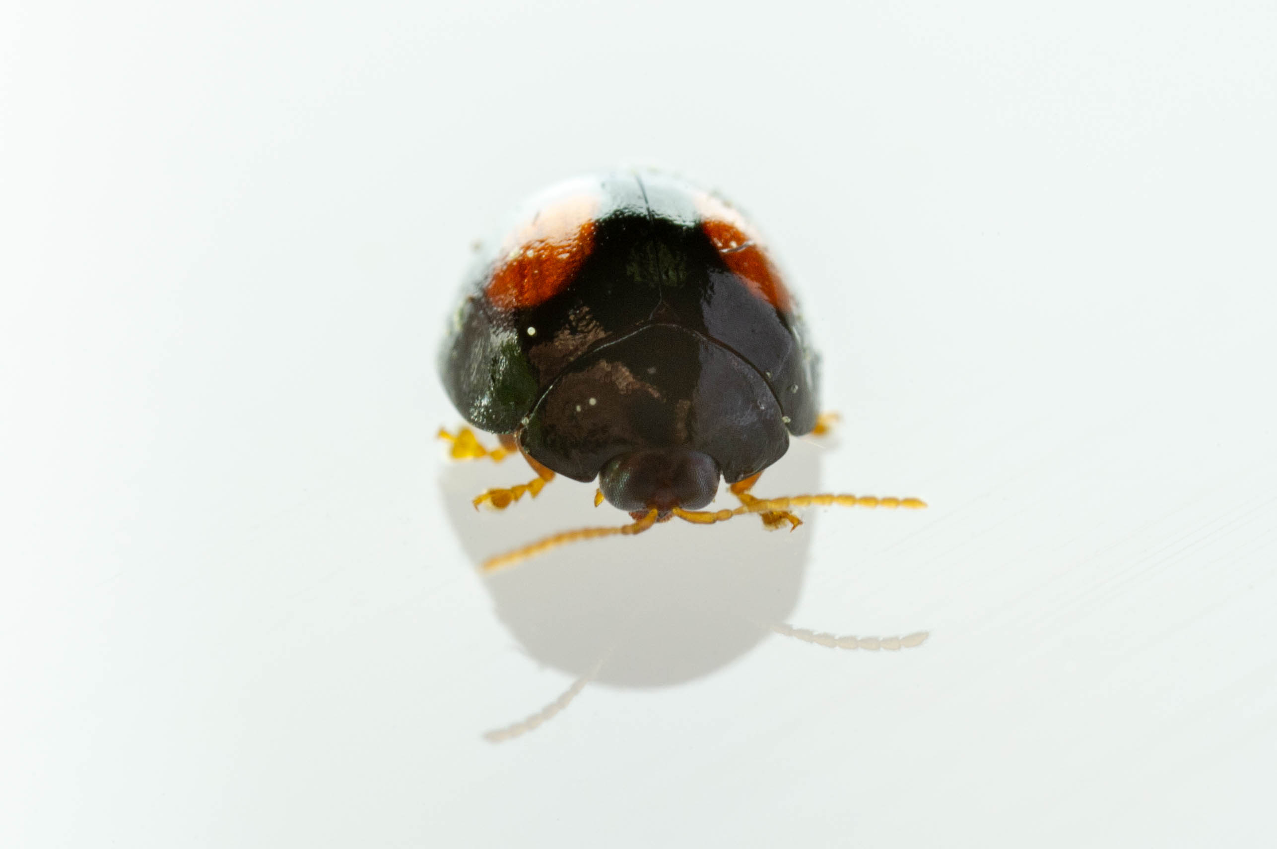 キンモクセイが突然枯れる真相！ヘリグロテントウノミハムシ撃退法