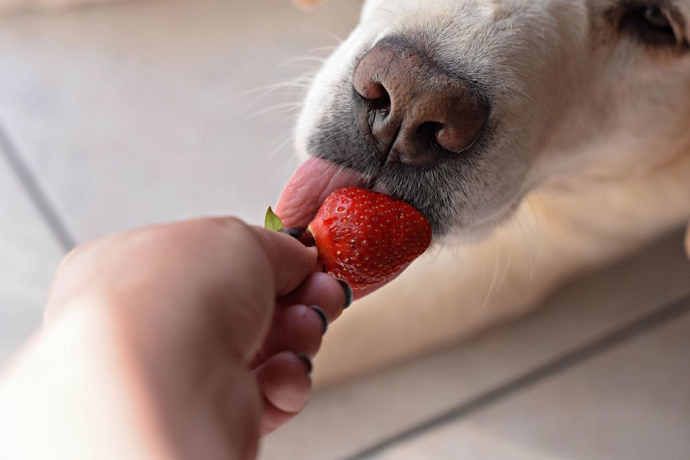 犬はいちごを食べられる？獣医師が明かす適量と中毒・結石の真実