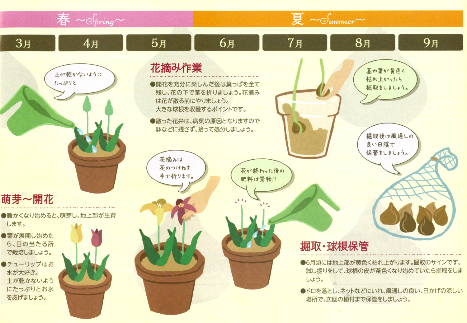 チューリップ球根の植え方徹底解説！失敗を防ぐ向きと深さの極意