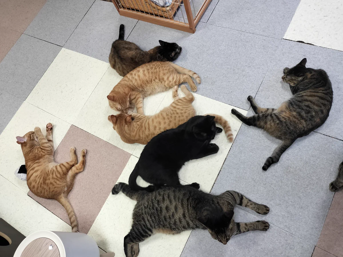 蒲田「保護猫カフェたまゆら」の評判は本当？譲渡条件と注意点を完全解説