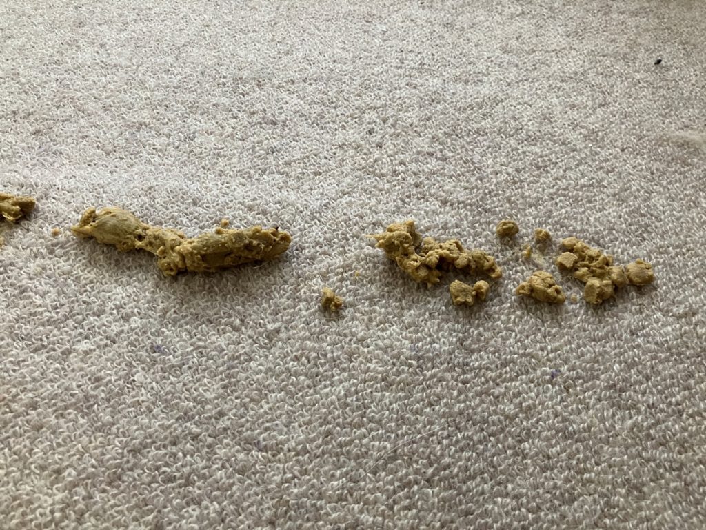 猫が毛玉を吐くのは危険？毛球症のサインと受診の危険ライン徹底検証