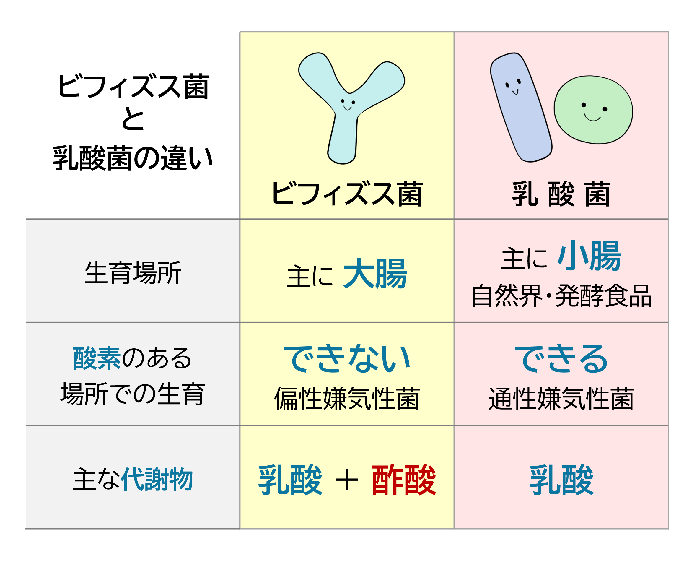 乳酸菌とビフィズス菌は何が違う？腸内環境を劇的に整える選び方の真相