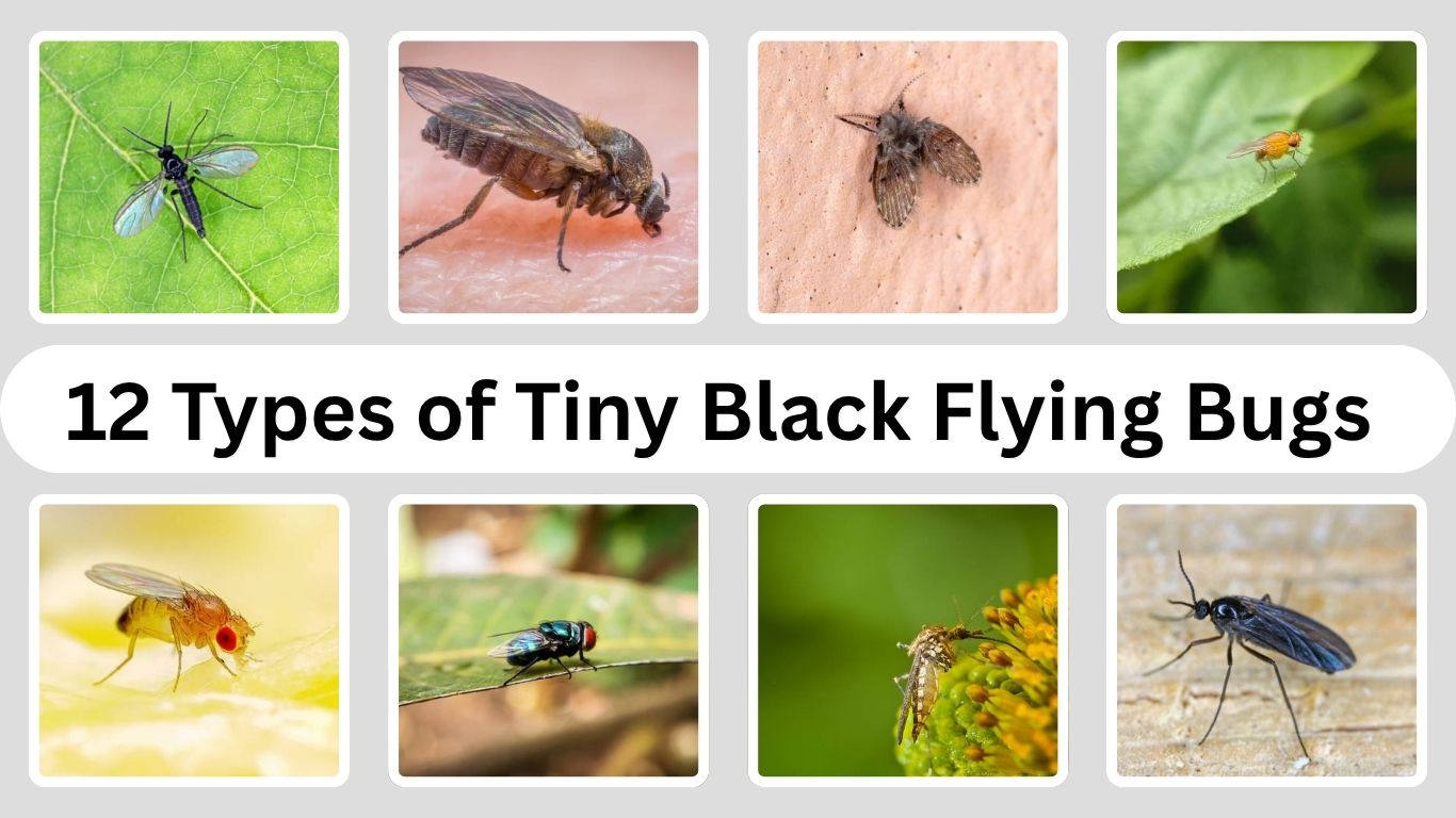 Tiny Round Black Flying Bugs