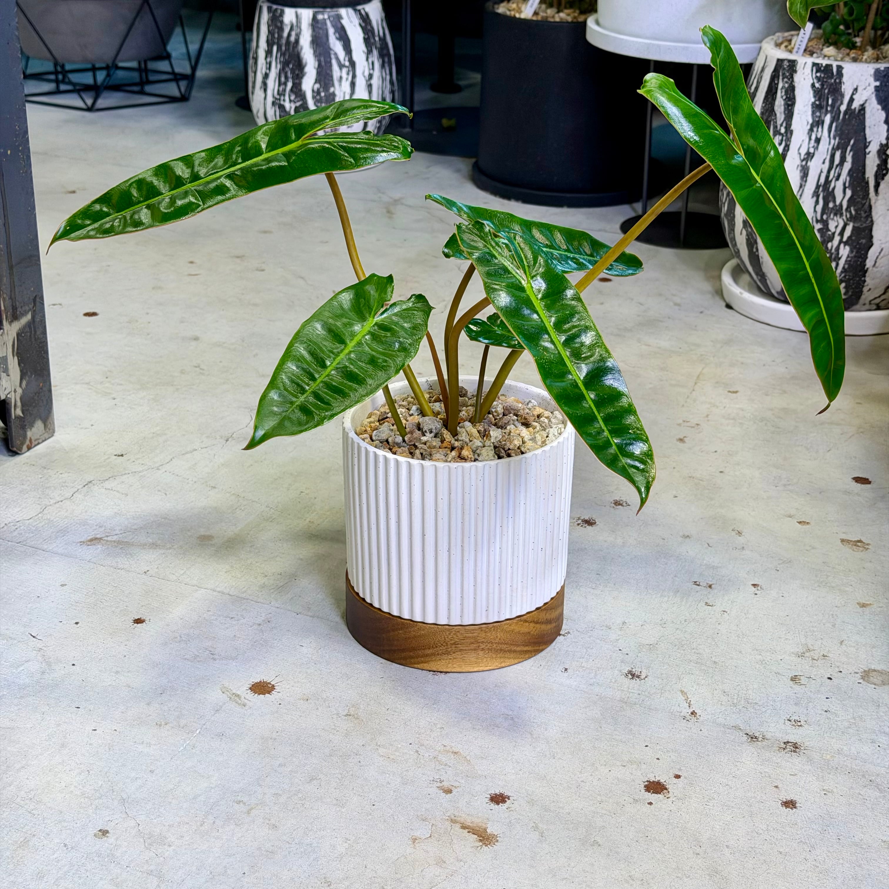 鮮やかなオレンジの茎！ビレッティアの育て方と斑入りの最新相場