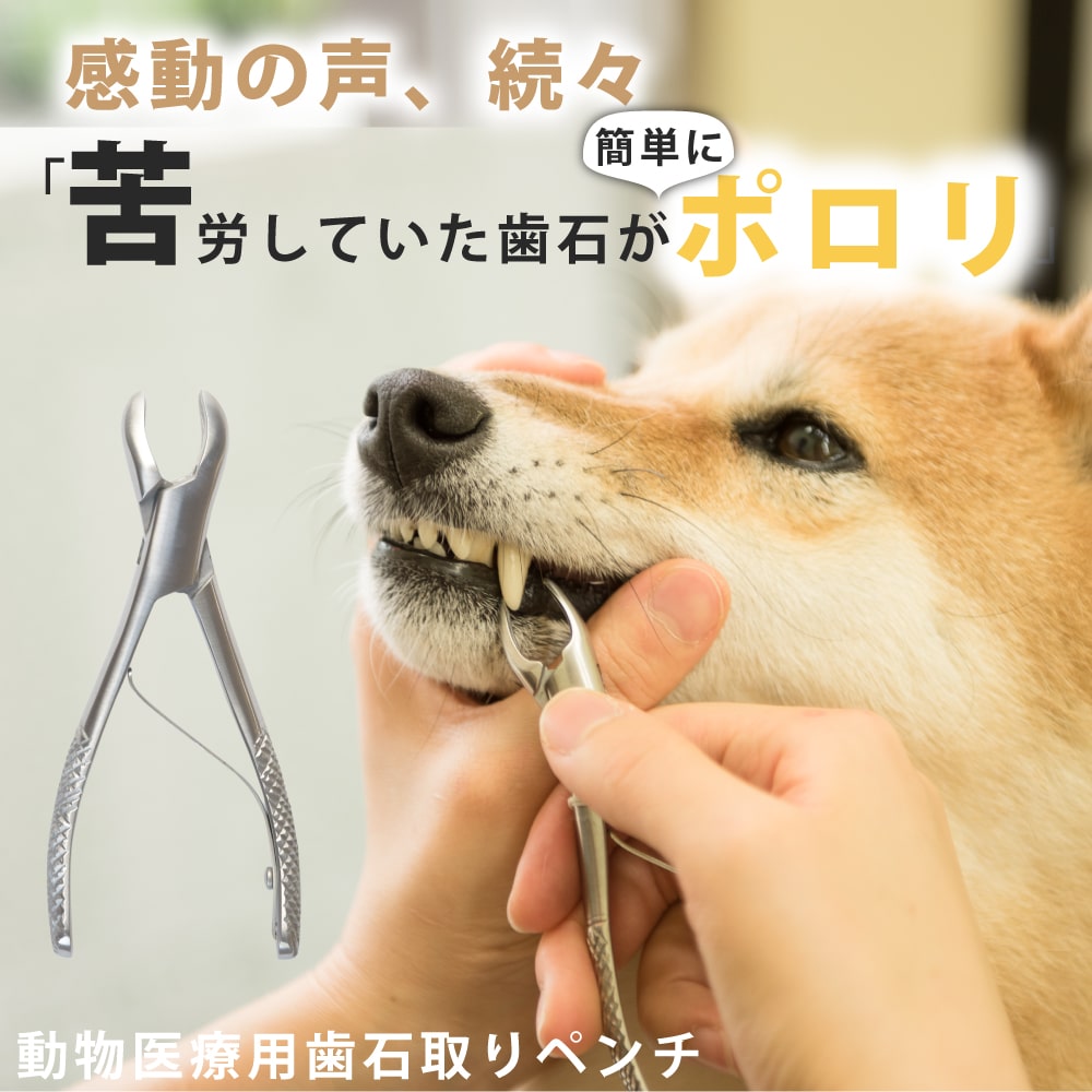 犬の歯石取り完全ガイド！自宅ケアの限界と麻酔・費用の真実