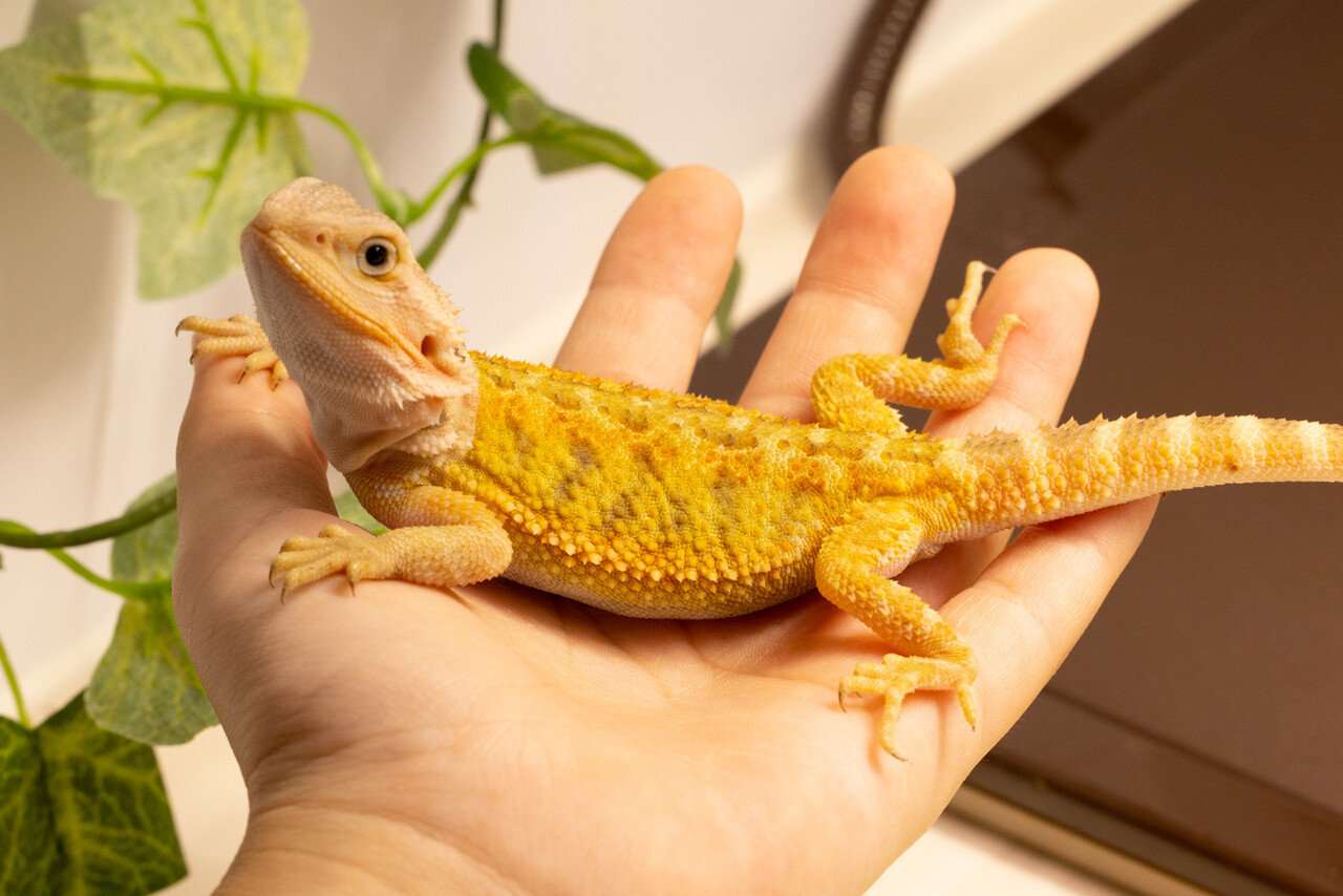 フトアゴヒゲトカゲ飼育の落とし穴と真実｜2026年最新マニュアル