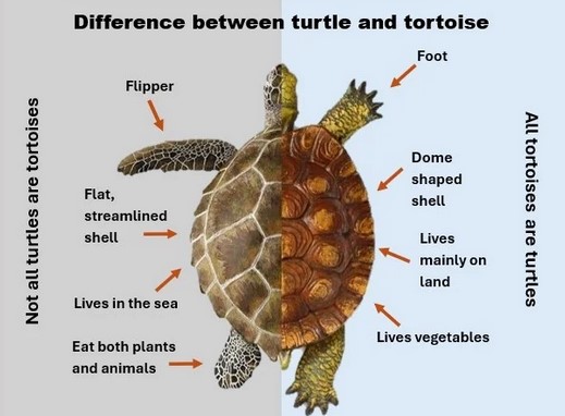 Physical Difference Between Turtle and Tortoise