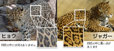 模様だけじゃない！「ヒョウ」と「ジャガー」を見分ける決定的な3つのポイントと野生の真実