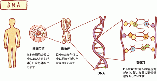 染色体とDnaの違いとは？遺伝子やゲノムとの関係を「本」で完全解説