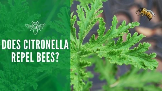 Do Bees Like Citronella