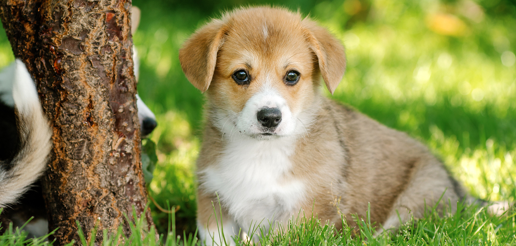 犬Ok施設でトラブル急増？知らなきゃ損する裏技と2026年最新マナー